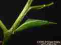 Close-ups of Sara Orange-Tip butterfly pupa, and cremaster attachment